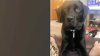 Funny Dogs - Best Reactions & Funniest Videos of Pets