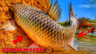 Funny hand fishing video ???????? big golden fish ????#incredible_fishing #shorts