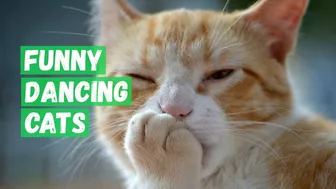 Funny Danсing Cats Compilation Video.