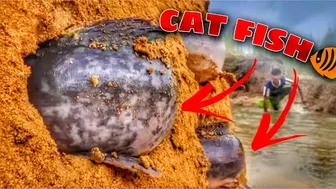 Funny hand fishing video ???????? catfish ????#incredible_fishing #shorts