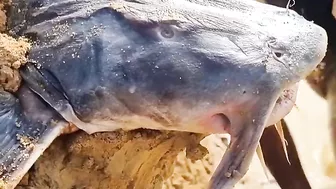 Funny hand fishing video ???????? catfish ????#incredible_fishing #shorts