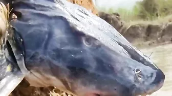 Funny hand fishing video ???????? catfish ????#incredible_fishing #shorts