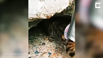 My Disabled Cat Loves The Beach