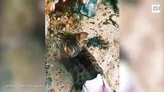 My Disabled Cat Loves The Beach