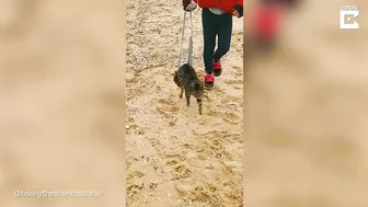 My Disabled Cat Loves The Beach