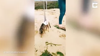 My Disabled Cat Loves The Beach