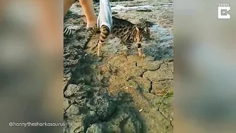 My Disabled Cat Loves The Beach