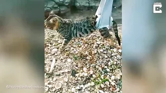 My Disabled Cat Loves The Beach