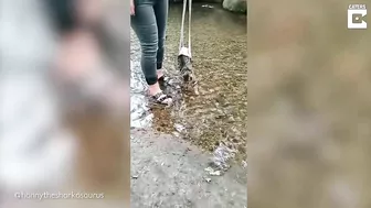 My Disabled Cat Loves The Beach