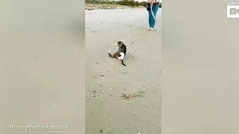 My Disabled Cat Loves The Beach