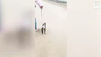 My Disabled Cat Loves The Beach