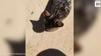 My Disabled Cat Loves The Beach