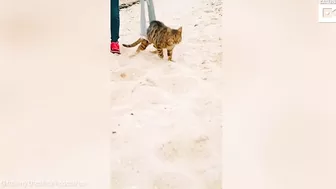 My Disabled Cat Loves The Beach