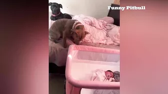 Pitbulls Being Wholesome EP.148 | Funny and Cute Pitbull Compilation