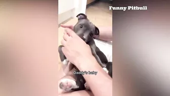 Pitbulls Being Wholesome EP.148 | Funny and Cute Pitbull Compilation