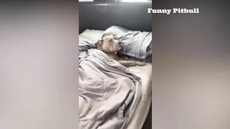 Pitbulls Being Wholesome EP.148 | Funny and Cute Pitbull Compilation