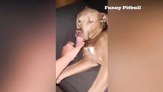 Pitbulls Being Wholesome EP.148 | Funny and Cute Pitbull Compilation