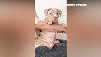 Pitbulls Being Wholesome EP.148 | Funny and Cute Pitbull Compilation