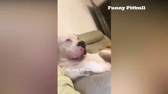 Pitbulls Being Wholesome EP.148 | Funny and Cute Pitbull Compilation