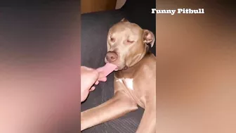 Pitbulls Being Wholesome EP.148 | Funny and Cute Pitbull Compilation