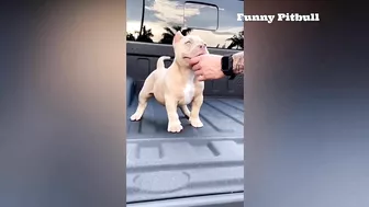 Pitbulls Being Wholesome EP.148 | Funny and Cute Pitbull Compilation