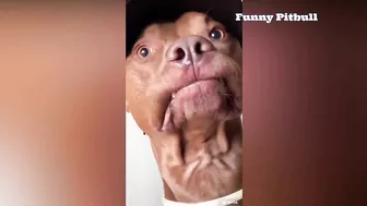 Pitbulls Being Wholesome EP.148 | Funny and Cute Pitbull Compilation