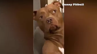 Pitbulls Being Wholesome EP.148 | Funny and Cute Pitbull Compilation