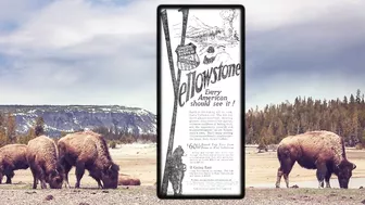 Vintage Travel To Yellowstone National Park