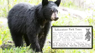 Vintage Travel To Yellowstone National Park