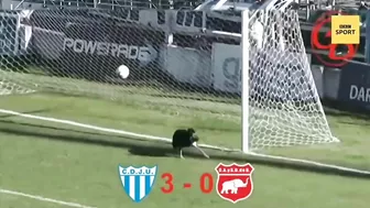 Dog makes incredible goalline save