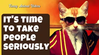 Funny Animal Videos The Funniest Cats Videos Ever Funny Compilation