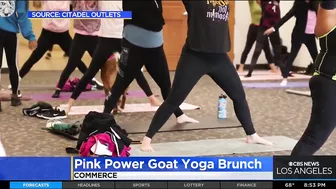 Breast Cancer Awareness Month: Pink Power Goat Yoga Brunch