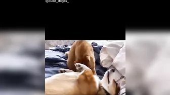 Funniest And Cutest Dogs, Dogs Reels Compilation That Will Make You Laugh and Say Aww !