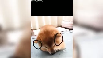 Funniest And Cutest Dogs, Dogs Reels Compilation That Will Make You Laugh and Say Aww !