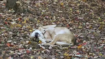 Wolf Wakes Up with the Cutest Stretching Routine