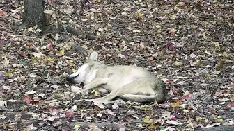 Wolf Wakes Up with the Cutest Stretching Routine