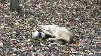 Wolf Wakes Up with the Cutest Stretching Routine