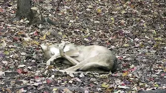 Wolf Wakes Up with the Cutest Stretching Routine