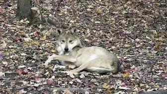 Wolf Wakes Up with the Cutest Stretching Routine