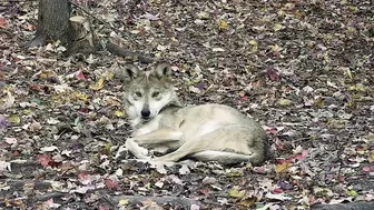 Wolf Wakes Up with the Cutest Stretching Routine