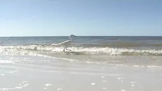 Beach Reopening Still Uncertain in Lee County