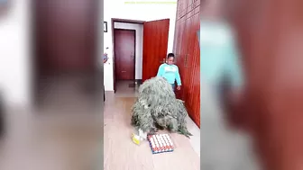 FUNNY VIDEO GHILLIE SUIT TROUBLEMAKER BUSHMAN PRANK try not to laugh Family The Honest Comedy 78