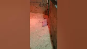 Adorable Stretching Baby Piglet!