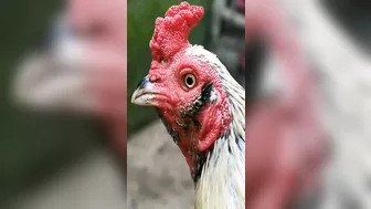 10 handsome and nice chicken models