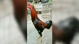 10 handsome and nice chicken models