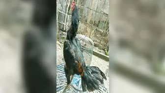 10 handsome and nice chicken models