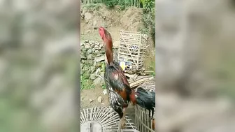 10 handsome and nice chicken models