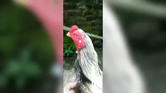 10 handsome and nice chicken models