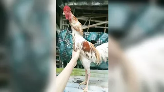 10 handsome and nice chicken models