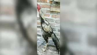 10 handsome and nice chicken models